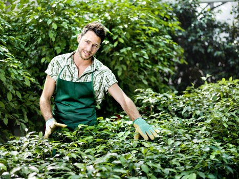 Expert tree surgeons providing safe tree maintenance in Harlesden